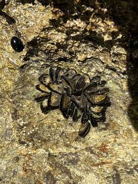 Image of Isognomonidae