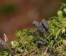 Слика од Xylaria apiculata Cooke 1879