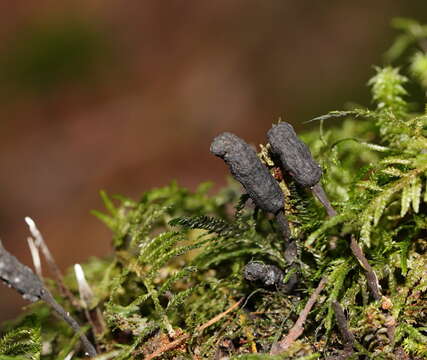 Image of Xylaria apiculata Cooke 1879