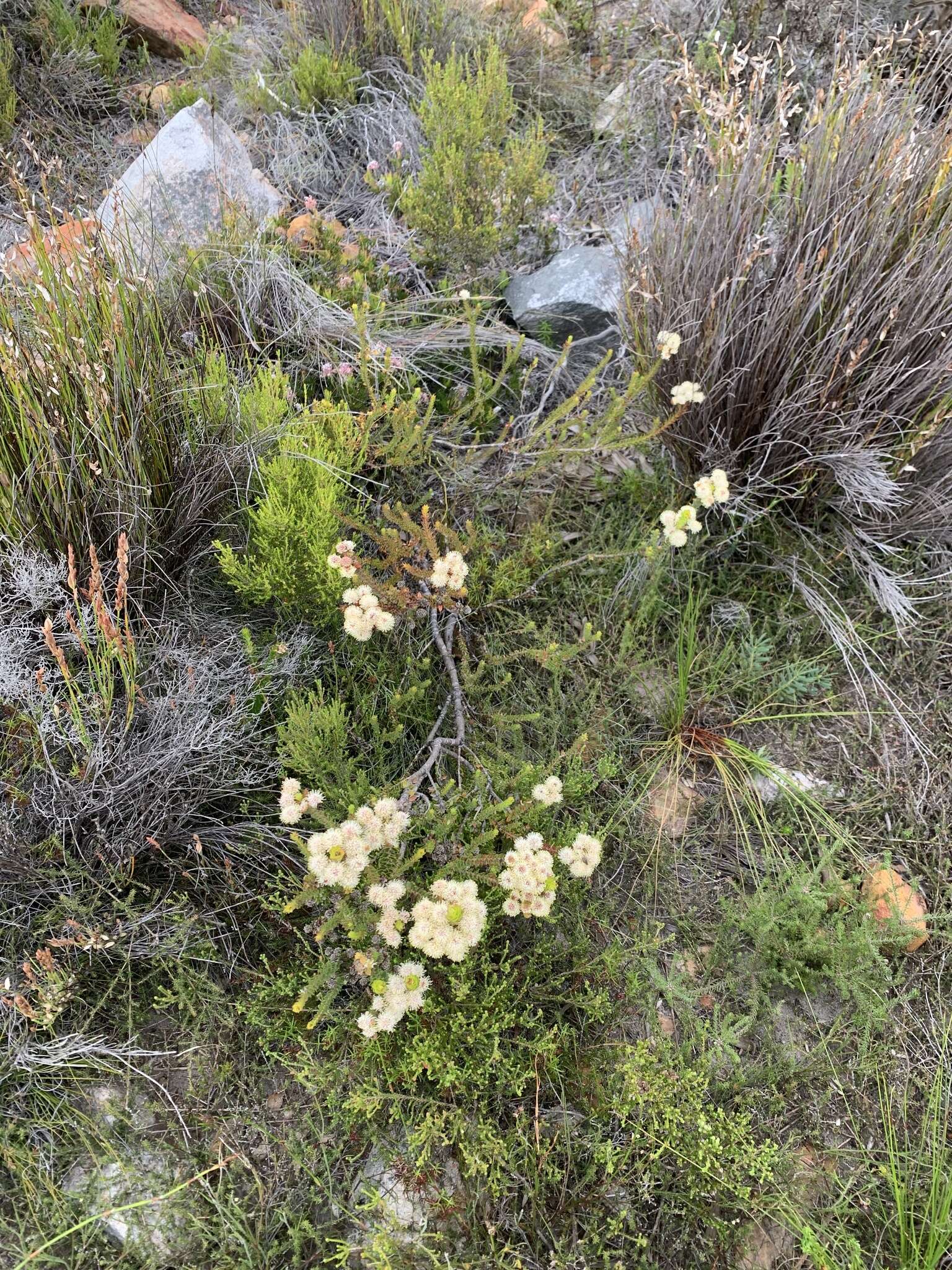 Image of Berzelia cordifolia Schltdl.