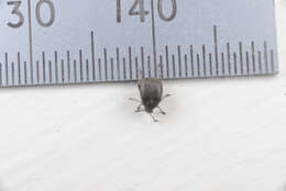 Image of Broom Seed Beetle