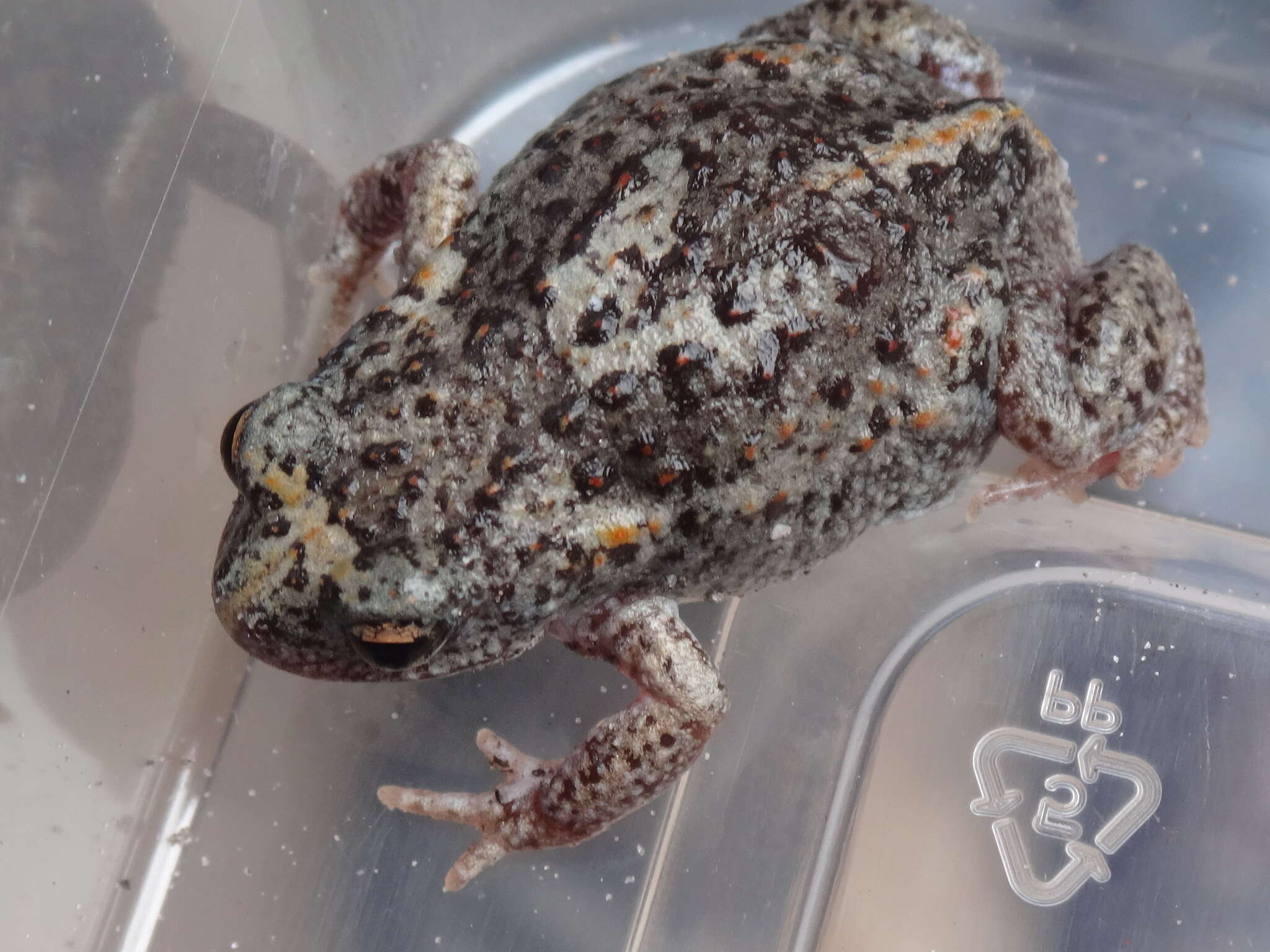 Image of Günther’s Toadlet