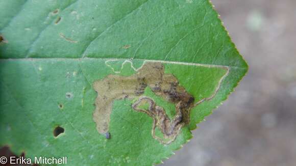 Image of Stigmella slingerlandella (Kearfott 1908) Wilkinson et al. 1979