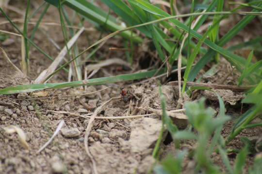 Image of Red-barbed ant