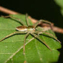 Dolomedes silvicola Tanikawa & Miyashita 2008 resmi