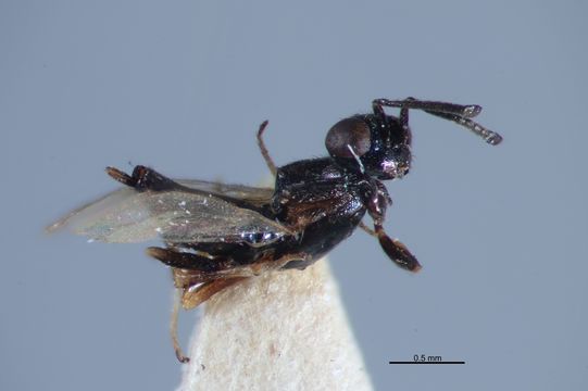 Image of <i>Eupelmus merops</i> Walker 1839