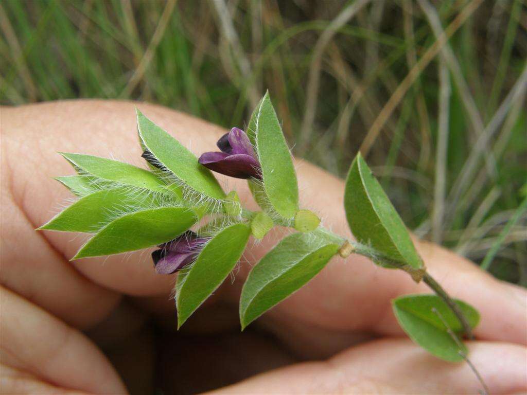 Imagem de Psoralea imbricata (L. fil.) T. M. Salter