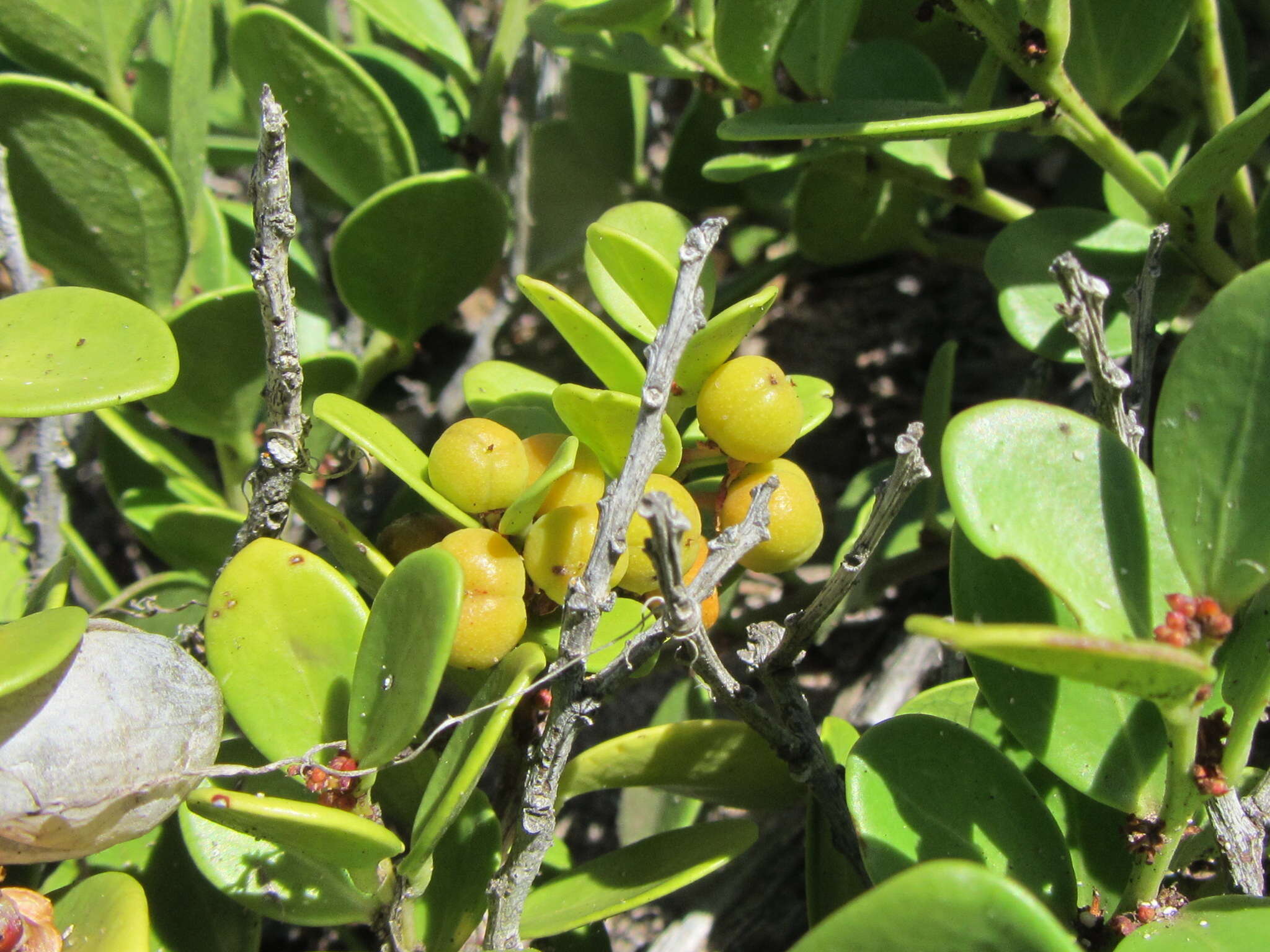 Image of Gymnosporia lucida (L.) Loes.