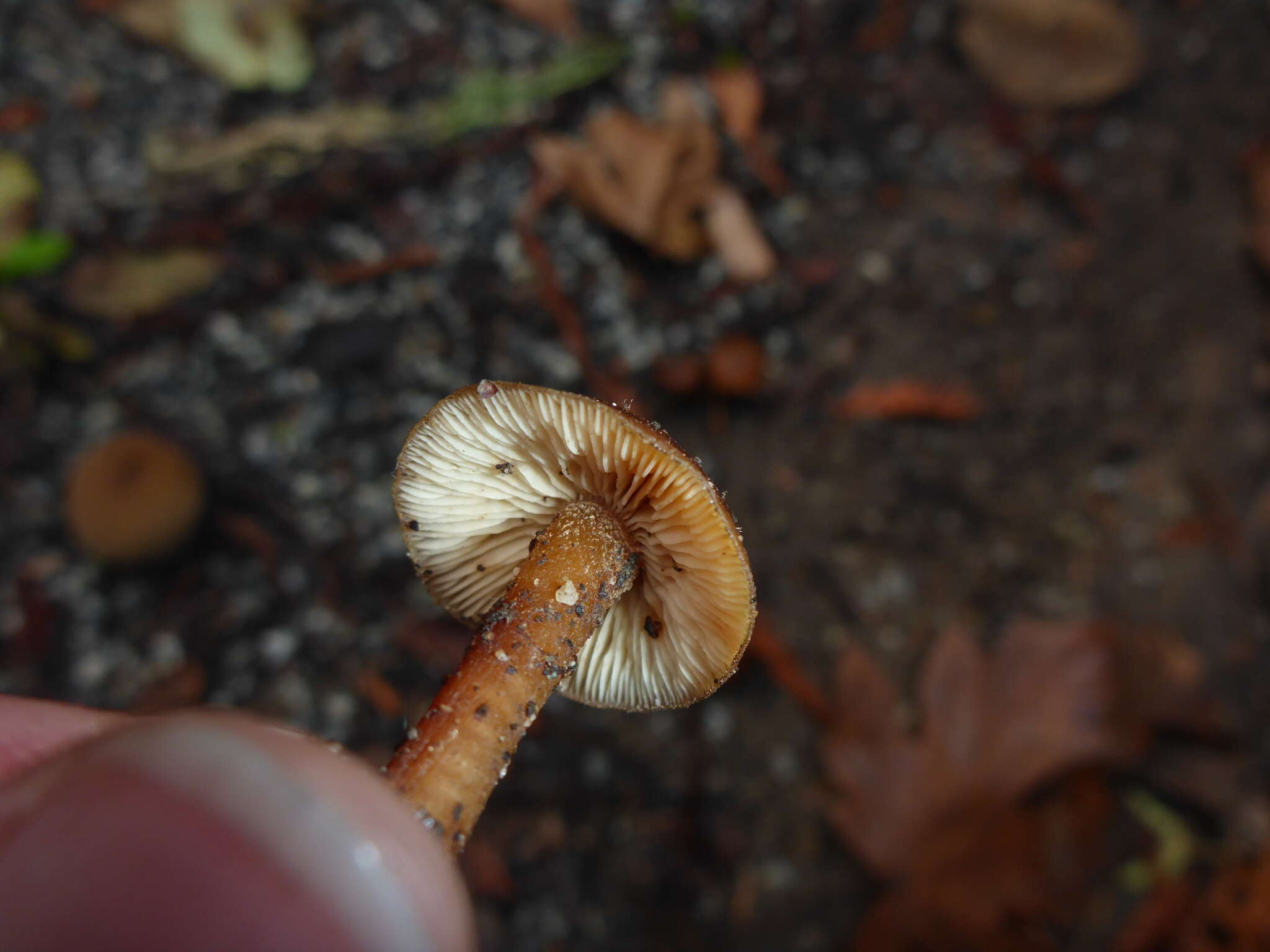 Image of Rhodophana nitellina (Fr.) Papetti 2014