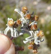 Слика од Helichrysum tinctum (Thunb.) Hilliard & Burtt