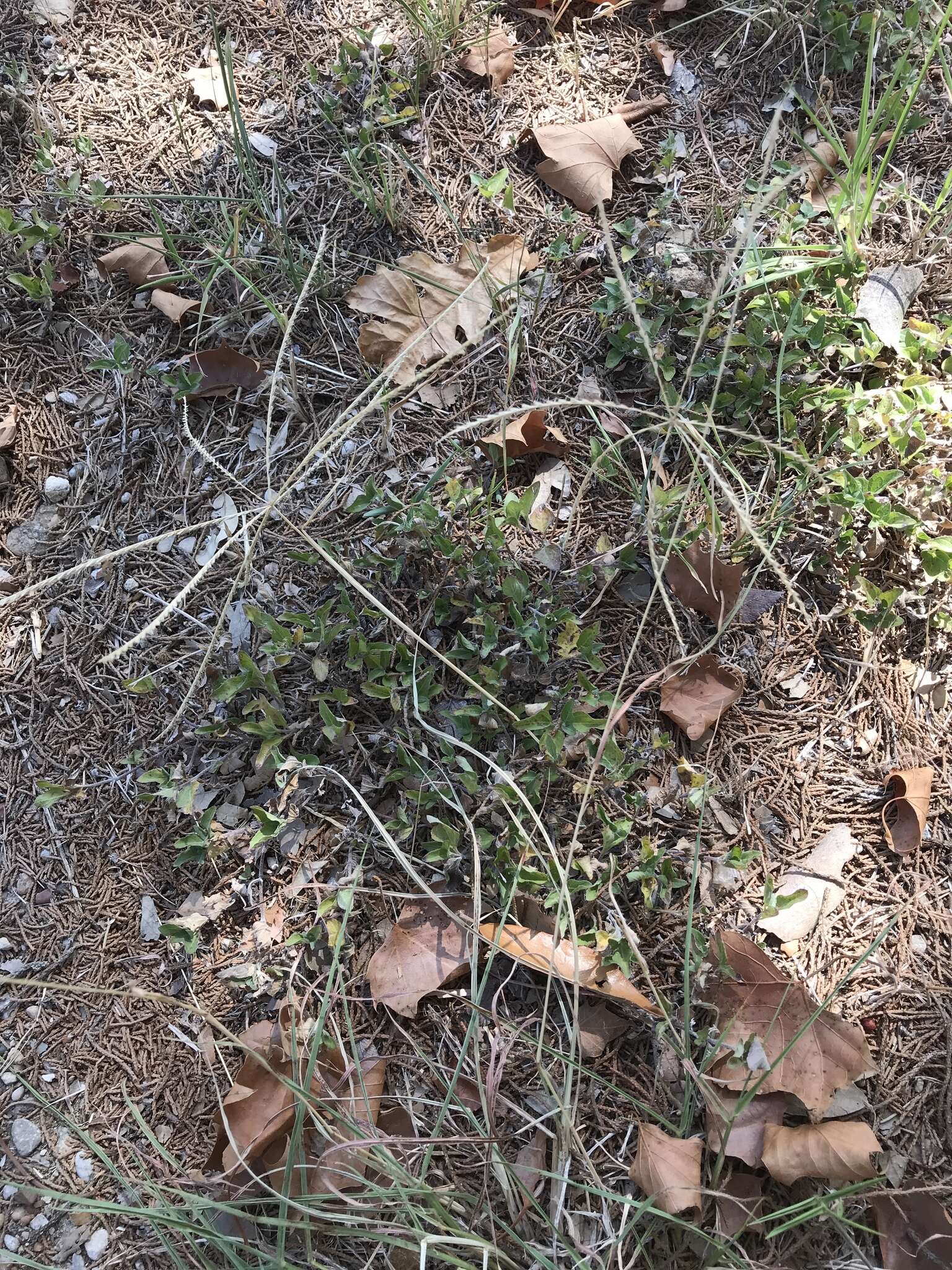 Plancia ëd Chloris andropogonoides E. Fourn.