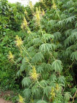 Image of Cleome anomala Kunth