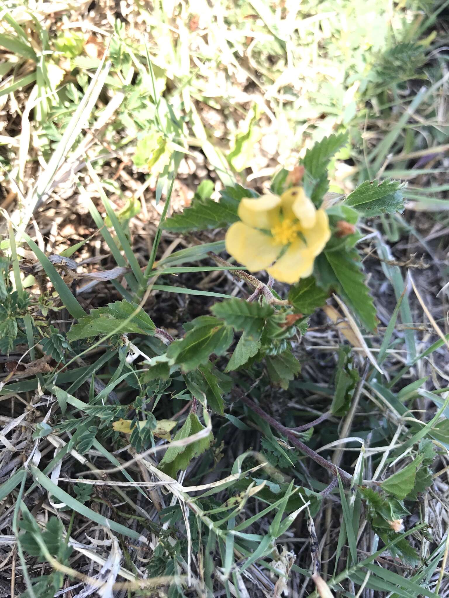 Слика од Malvastrum coromandelianum (L.) Garcke