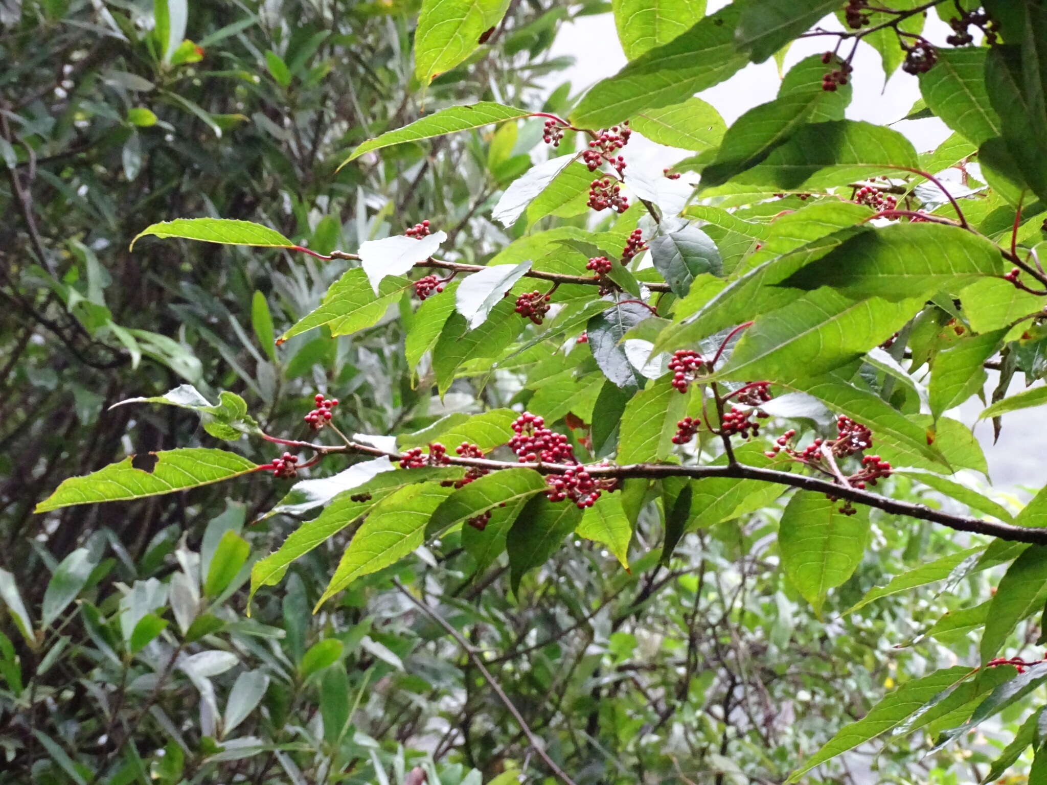 Image of Ilex micrococca Maxim.