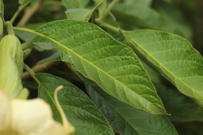 Brugmansia arborea (rights holder: Anthony Mendoza)