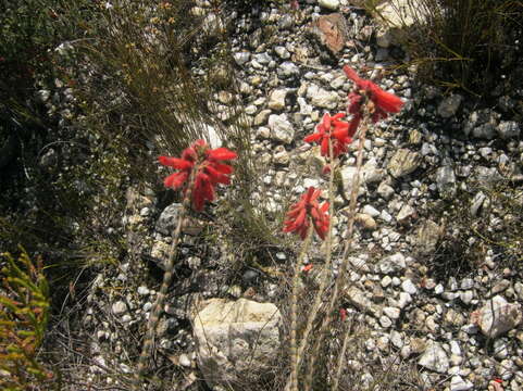 صورة <i>Erica <i>cerinthoides</i></i> subsp. cerinthoides