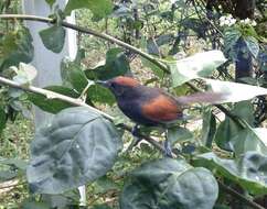 Image of Slaty Spinetail