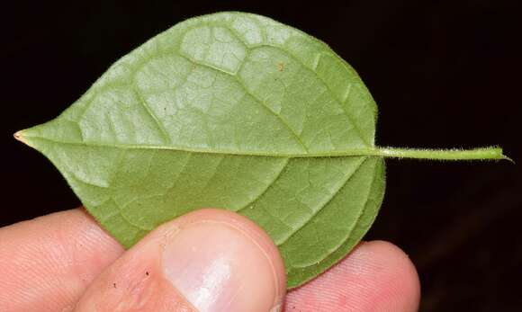 Image of Physalis leptophylla Robinson & Greenm.