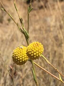 Image of Helenium aromaticum (Hook.) L. H. Bailey