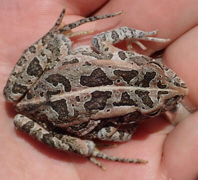 Image of Sclerophrys lemairii (Boulenger 1901)