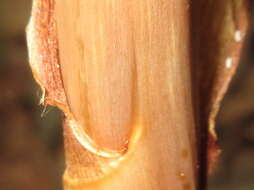 Image of Tall Gastrodia