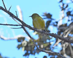 Image of Chlorodrepanis virens virens (Gmelin & JF 1788)