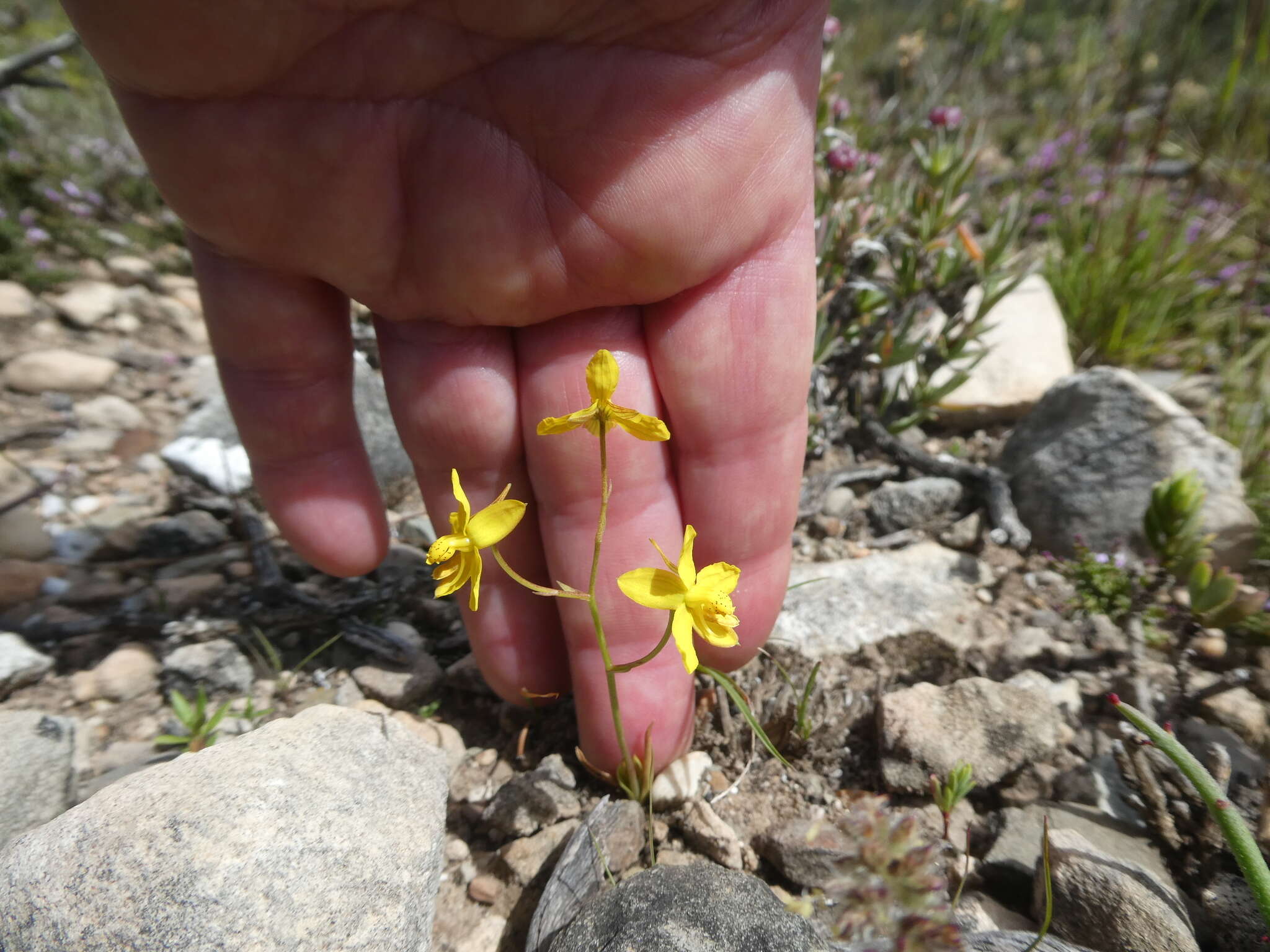 Image of Cyanella lutea subsp. lutea