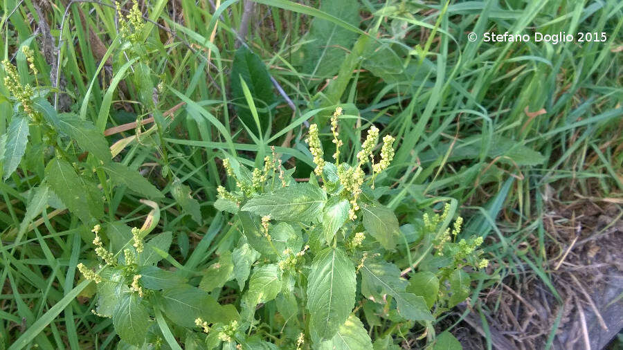 Слика од Mercurialis annua L.