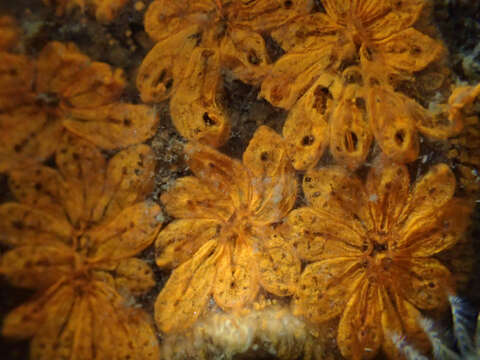 Image of Star ascidian