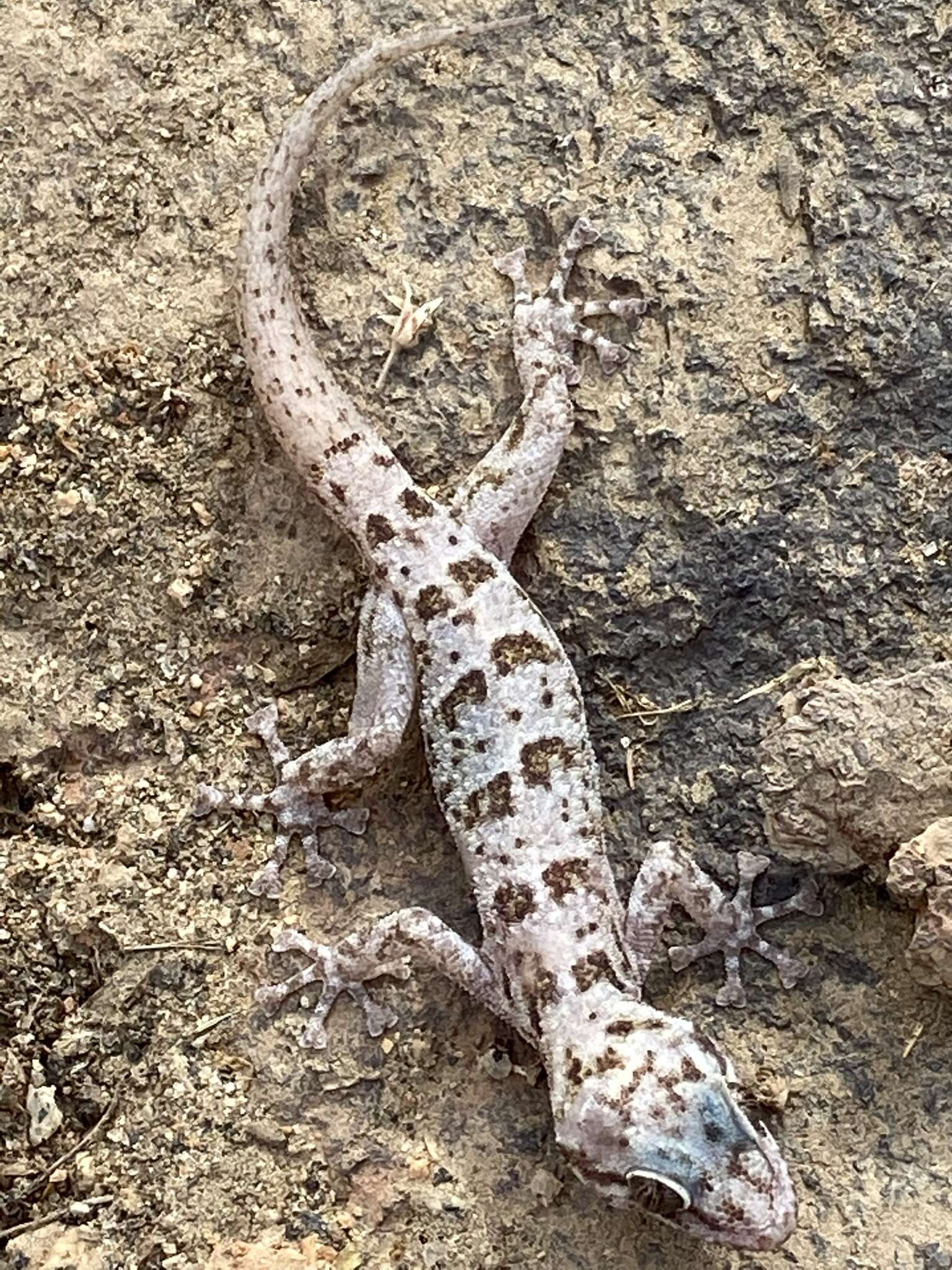 Image of Peninsula Leaf-toed Gecko