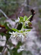 Слика од Chionanthus pygmaeus Small