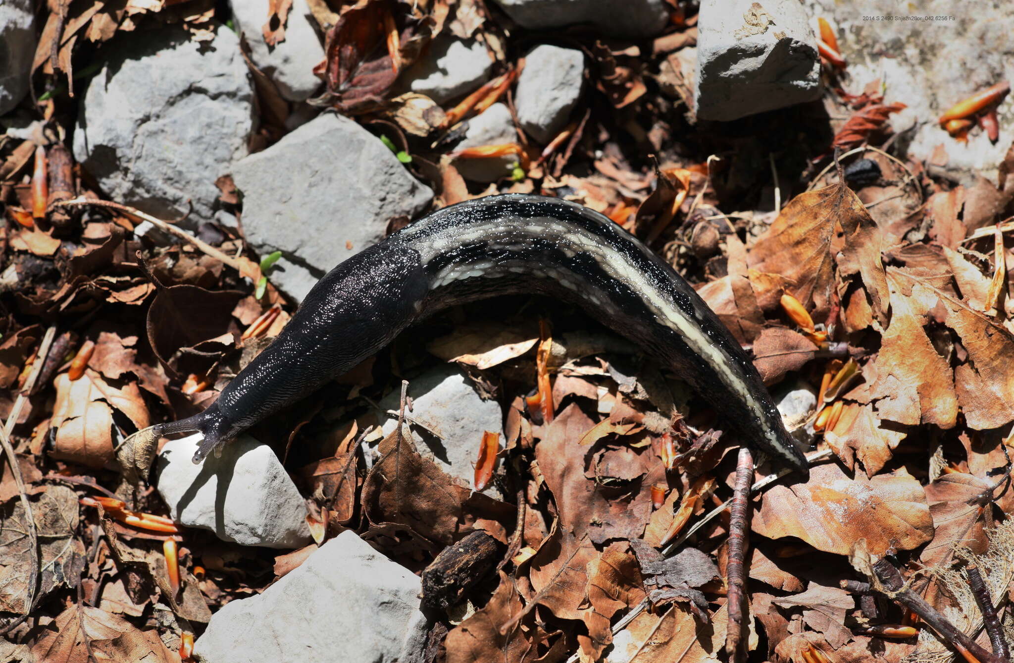 Image of ash-black slug