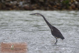 Imagem de Ardea insignis Hume 1878