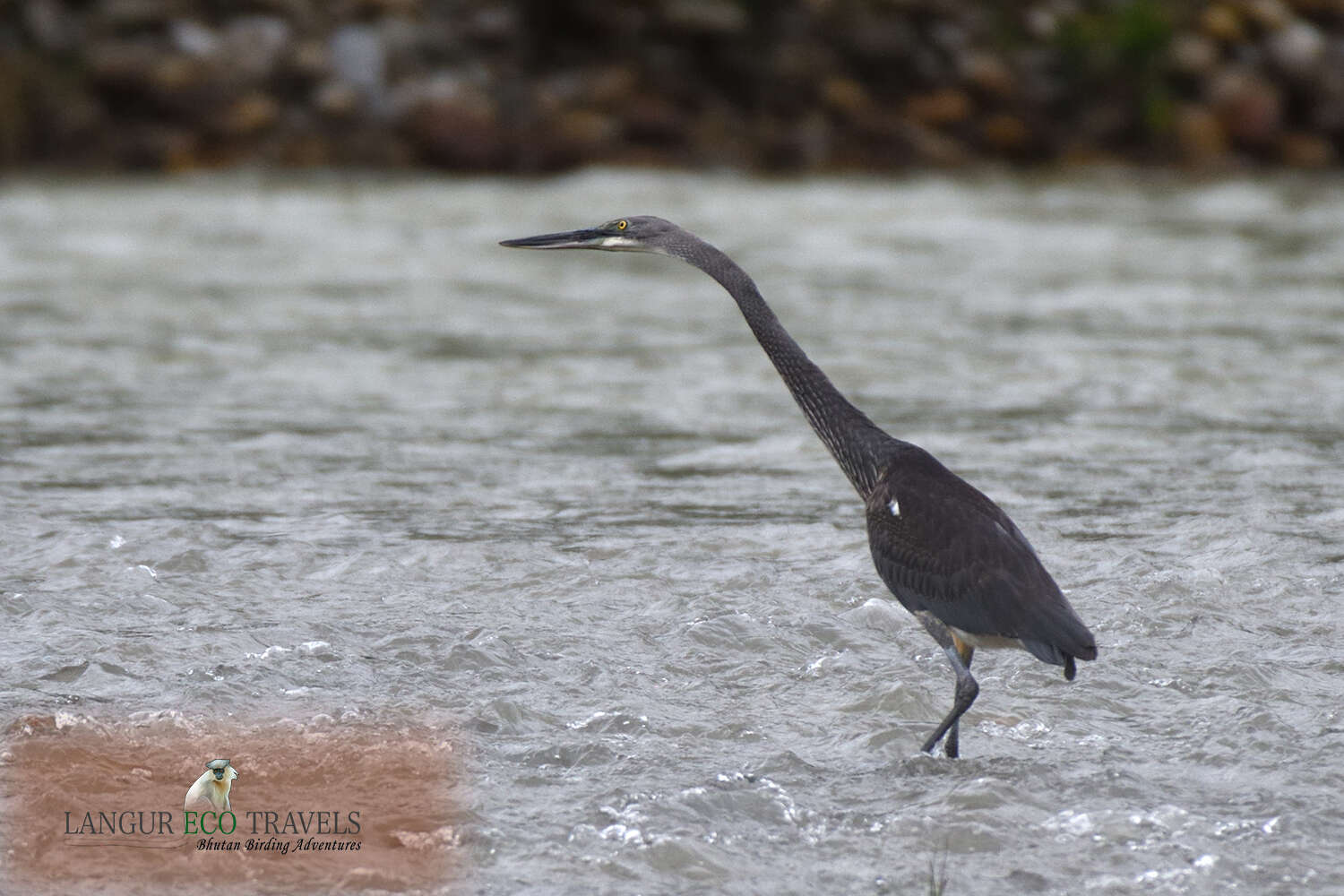 Слика од Ardea insignis Hume 1878