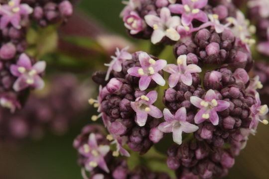 Image of <i>Valeriana pilosa</i> Ruiz & Pav.
