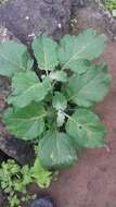 Nicotiana paniculata L. resmi