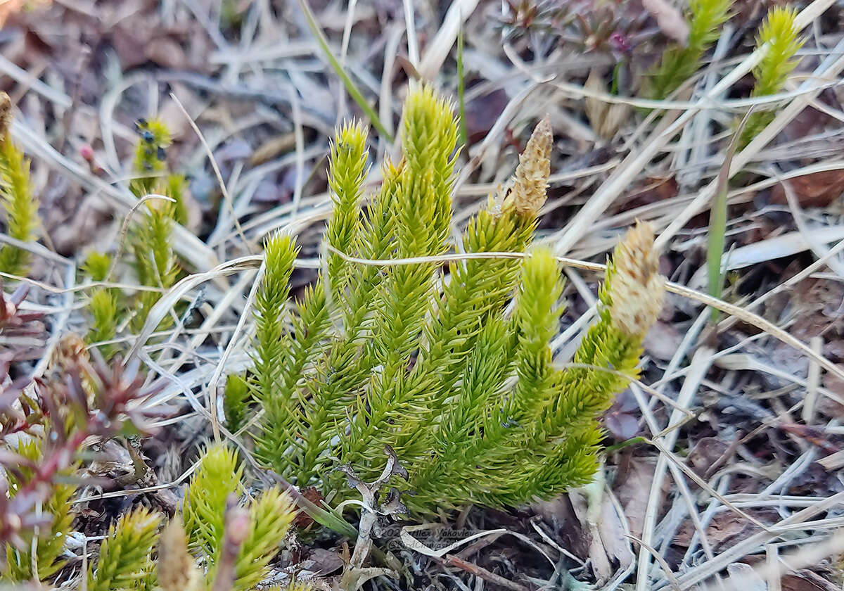 Imagem de Spinulum annotinum subsp. alpestre