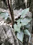 Image of Arophyton crassifolium (Buchet) Bogner