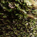 Image of Marsupella emarginata (Ehrh.) Dumort.