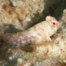 Image of Moyer&#39;s dragonet