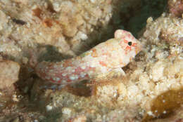 Image of Moyer&#39;s dragonet