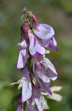 Image of Hedysarum caucasicum M. Bieb.