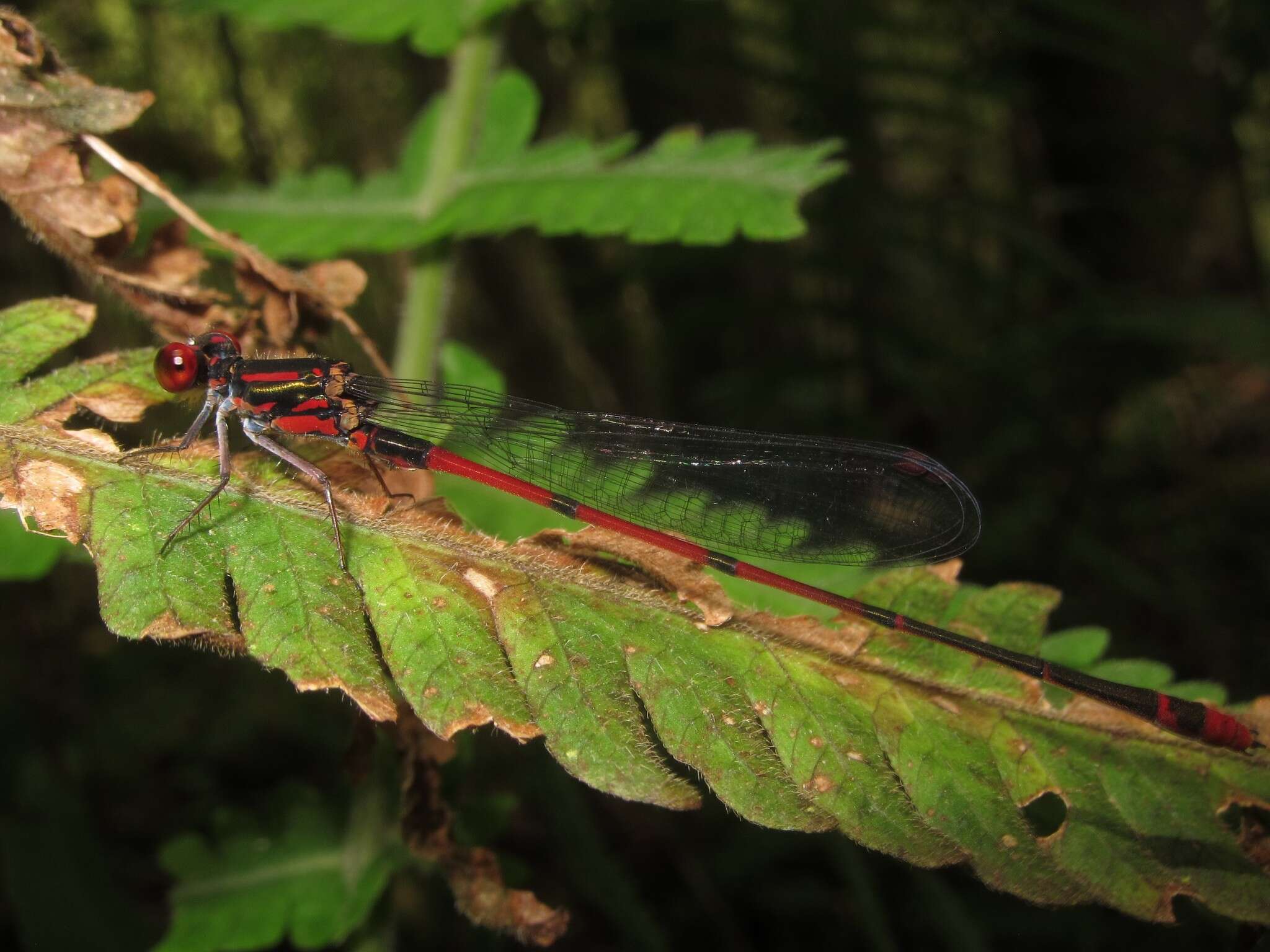 Megalagrion hawaiiense (McLachlan 1883) resmi