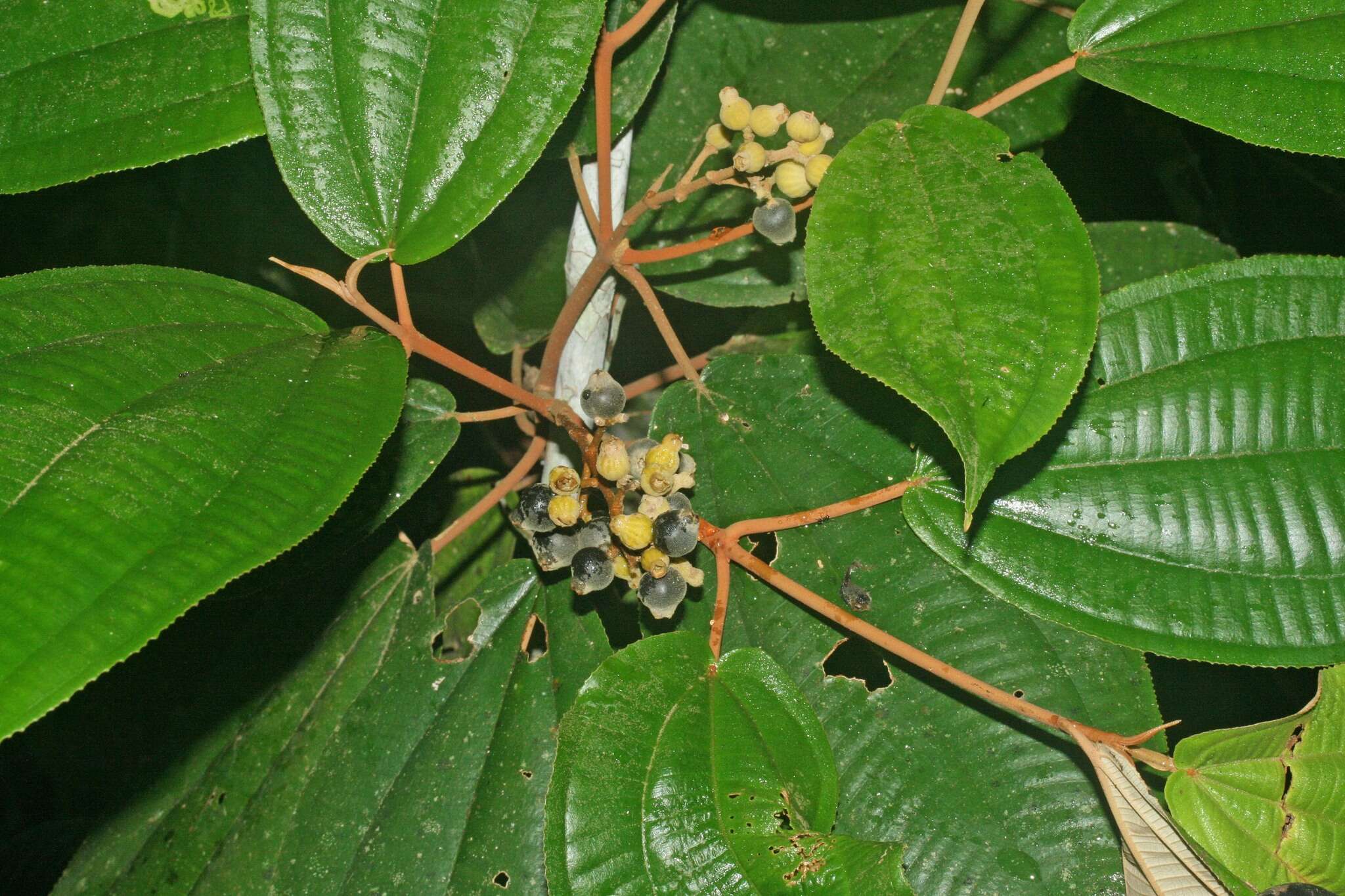 Image of Miconia bubalina (D. Don) Naud.