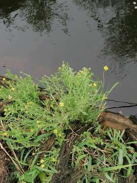 Plancia ëd Osteospermum muricatum E. Mey. ex DC.