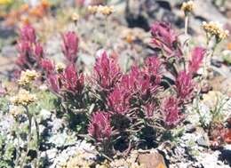 Image of little reddish Indian paintbrush