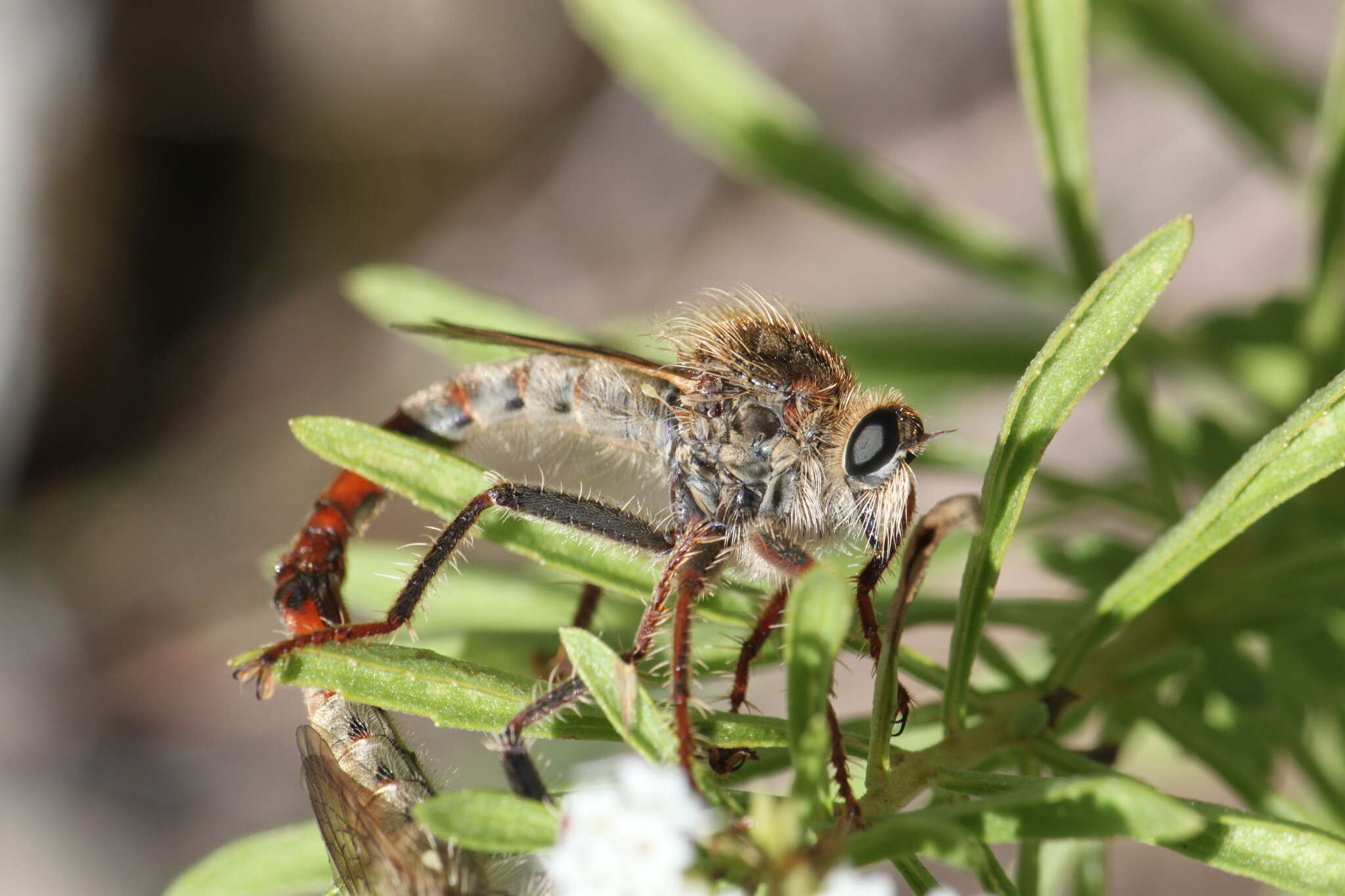 Image of Scleropogon picticornis Loew 1866