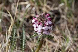 Imagem de Pedicularis sudetica subsp. albolabiata Hulten