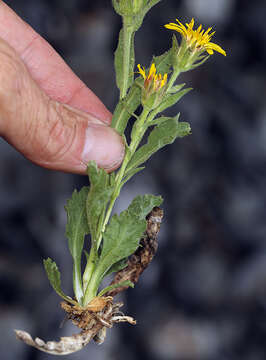 Image of Peirson's serpentweed