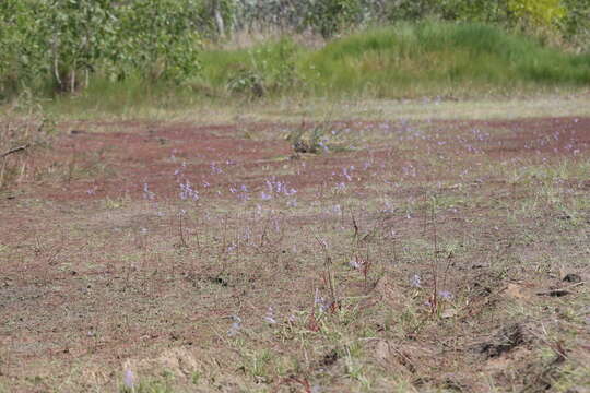 Image de Utricularia leptoplectra F. Muell.